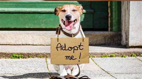 Pet adoption service
